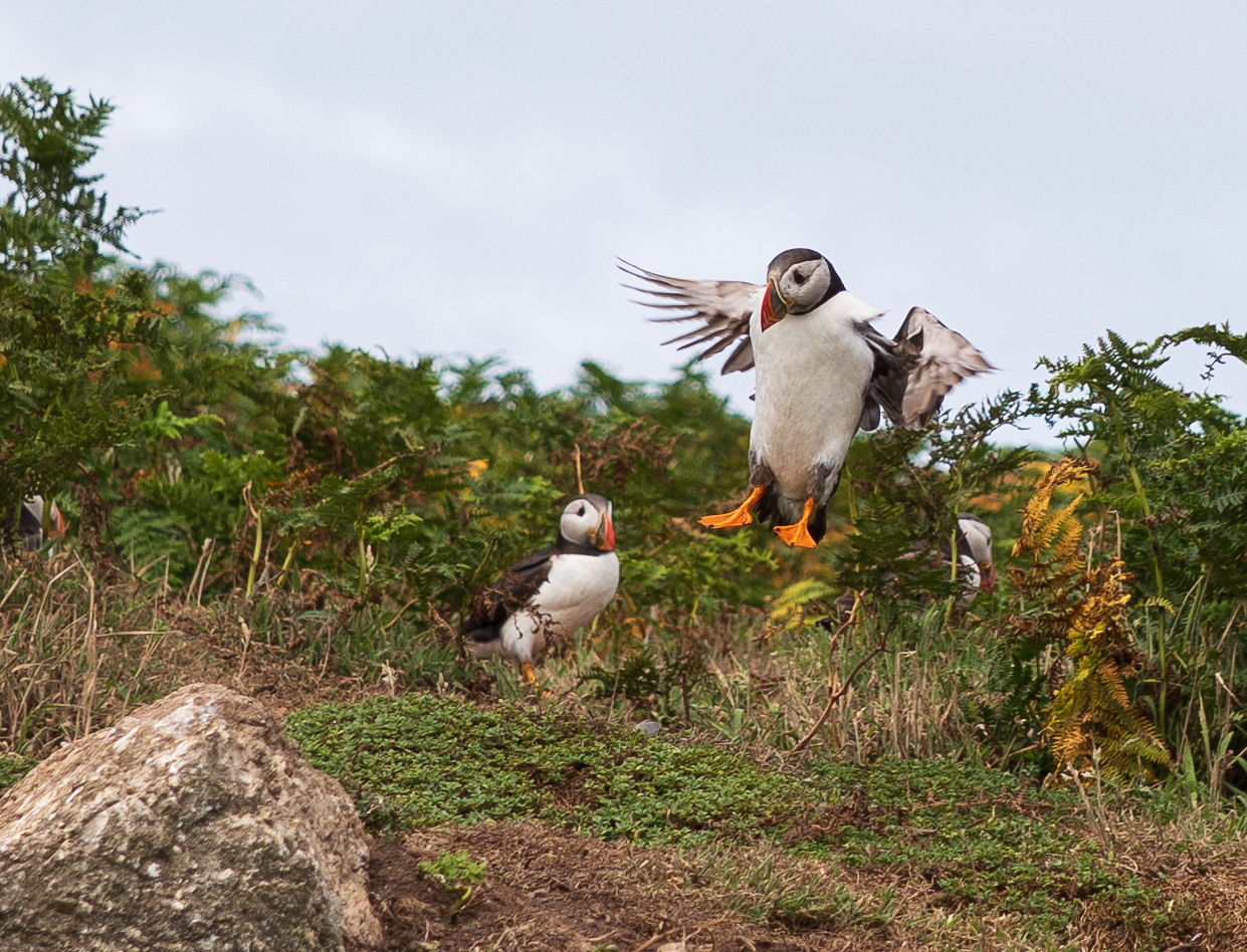 Stroll among the puffins at Skomer Island